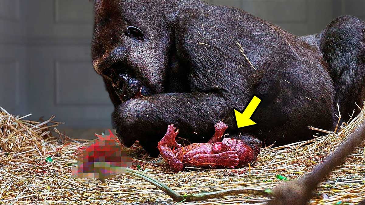 Lioness Lola gave birth to triplet cubs at Chelyabinsk . (Video)