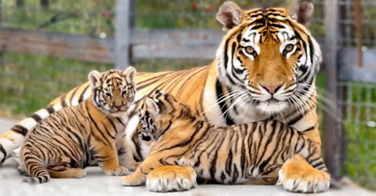 Lioness Lola gave birth to triplet cubs at Chelyabinsk . (Video)