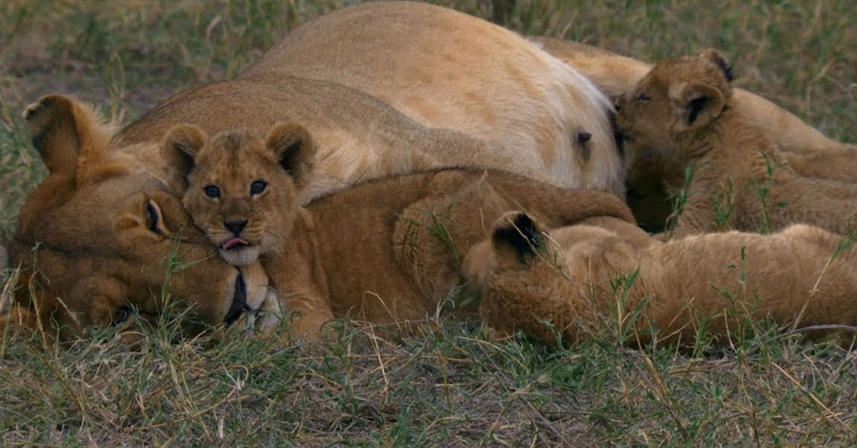 Lioness Lola gave birth to triplet cubs at Chelyabinsk . (Video)