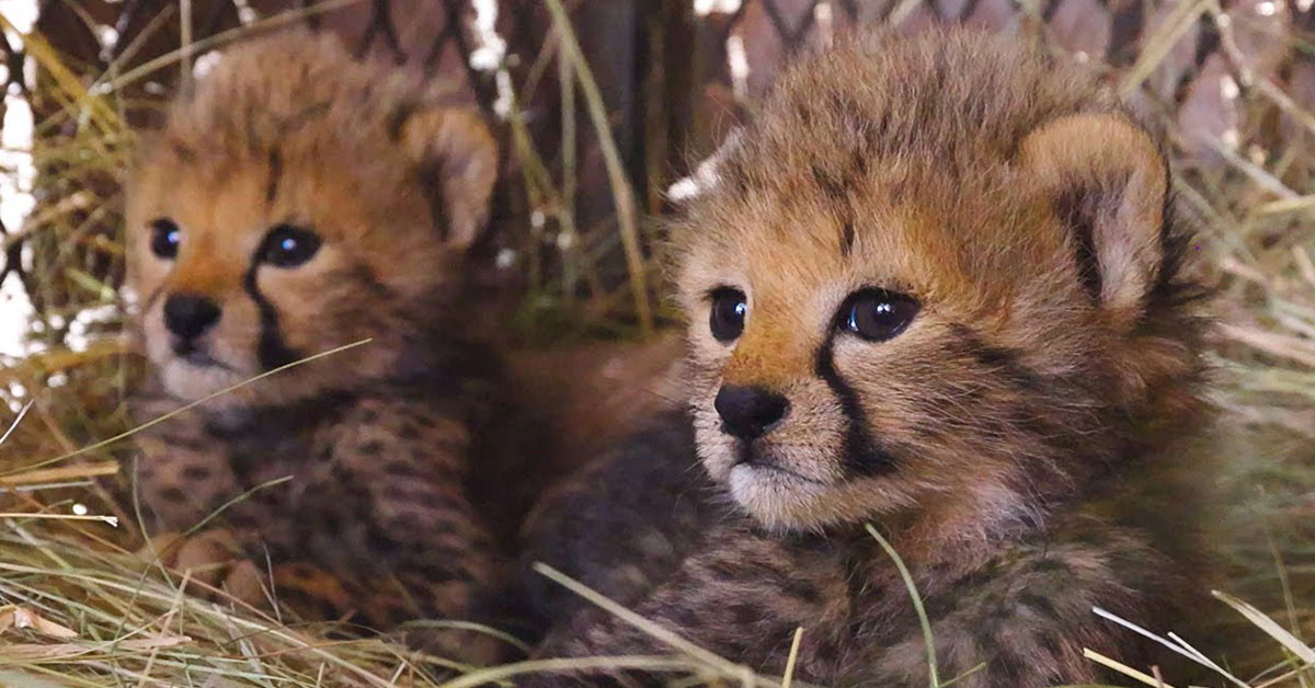 Lioness Lola gave birth to triplet cubs at Chelyabinsk . (Video)