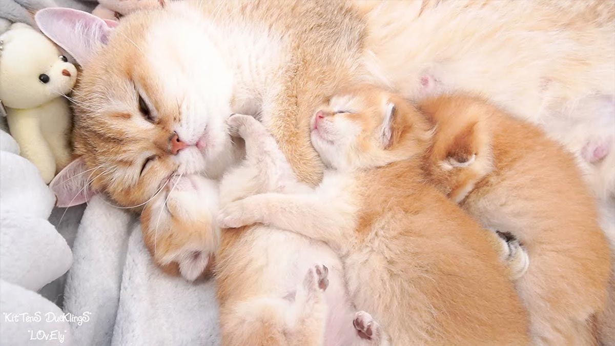 Lioness Lola gave birth to triplet cubs at Chelyabinsk . (Video)