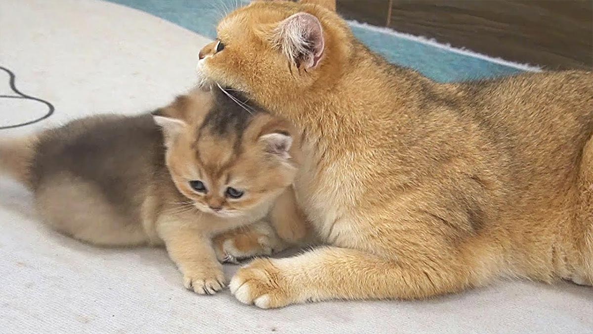 Lioness Lola gave birth to triplet cubs at Chelyabinsk . (Video)