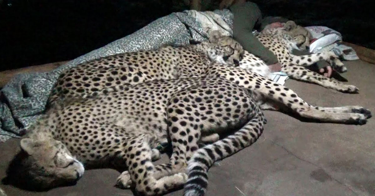 Lioness Lola gave birth to triplet cubs at Chelyabinsk . (Video)